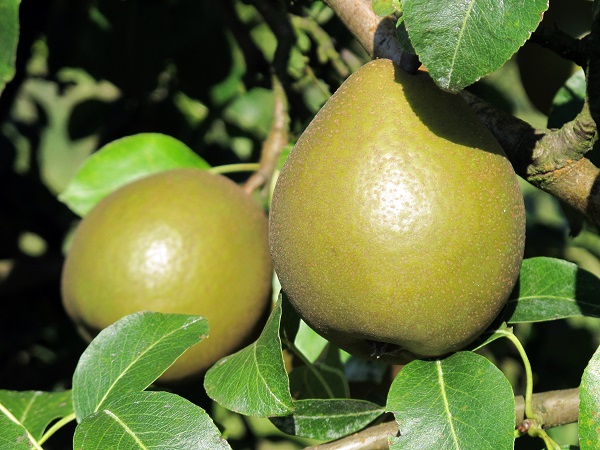 Obsthof Cordes - Fruchtfoto Graf Moltke